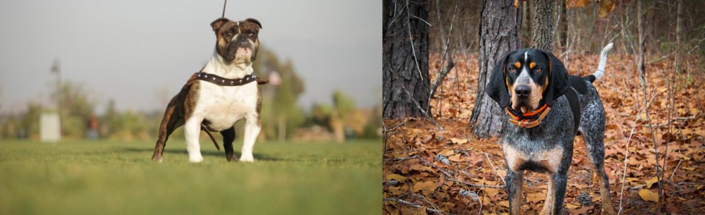 Bluetick Coonhound vs Bantam Bulldog - Breed Comparison