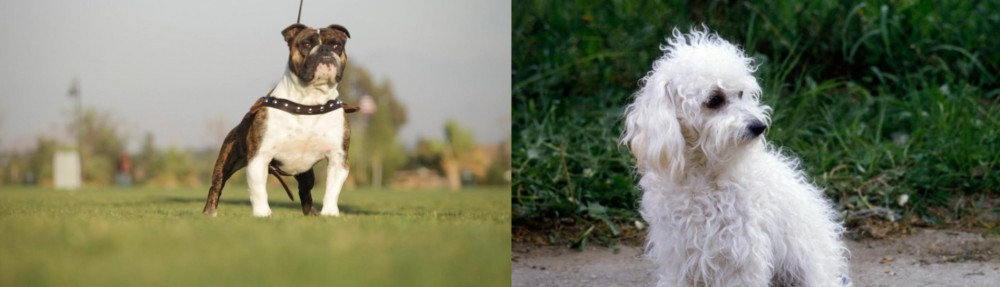 Bolognese vs Bantam Bulldog - Breed Comparison