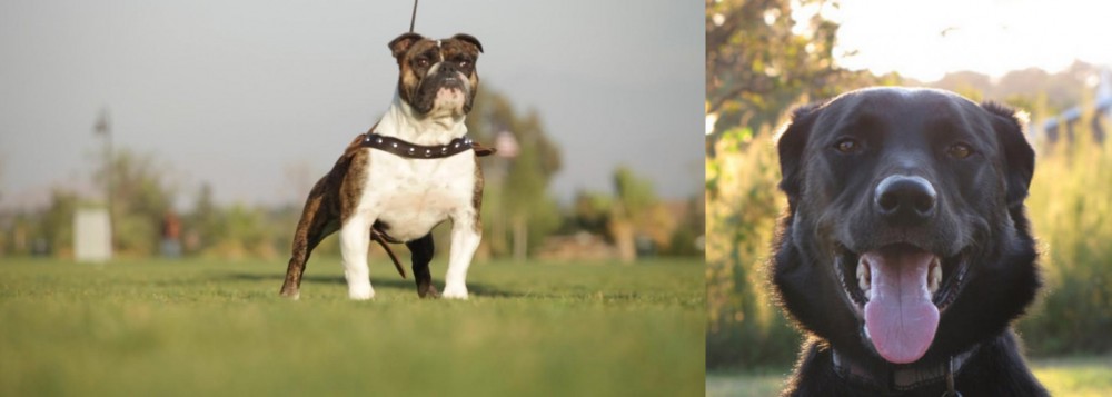 Borador vs Bantam Bulldog - Breed Comparison