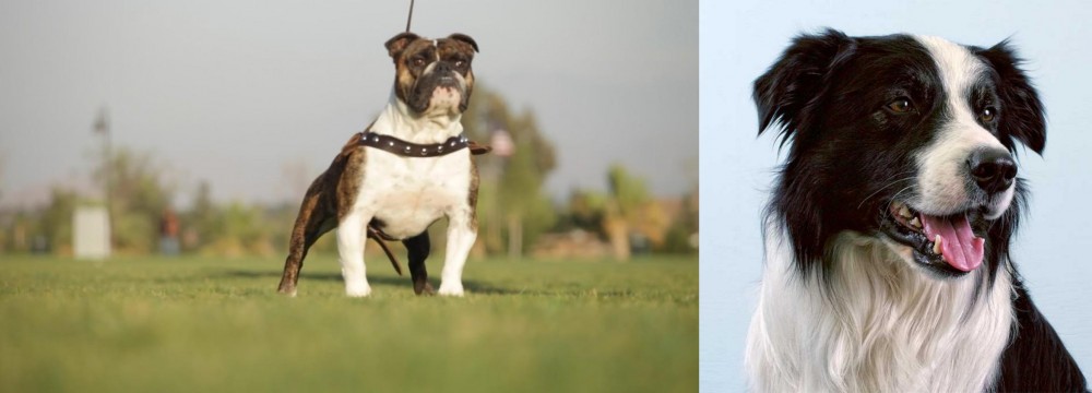 Border Collie vs Bantam Bulldog - Breed Comparison