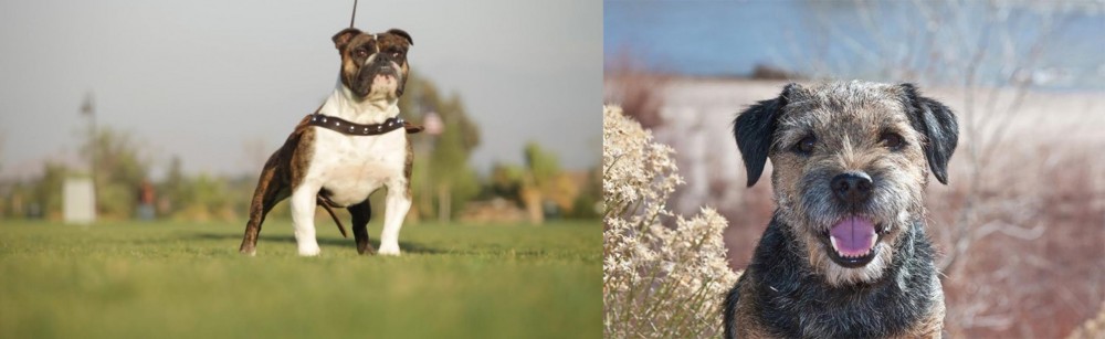 Border Terrier vs Bantam Bulldog - Breed Comparison
