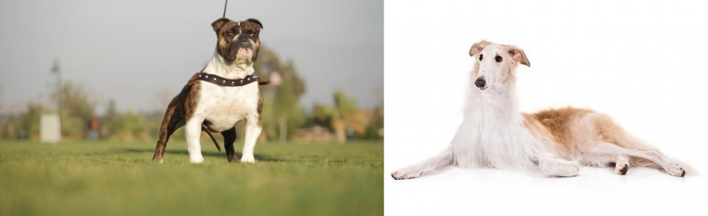 Borzoi vs Bantam Bulldog - Breed Comparison