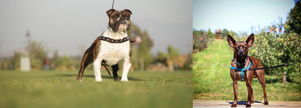 Bospin vs Bantam Bulldog - Breed Comparison