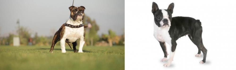 Boston Terrier vs Bantam Bulldog - Breed Comparison