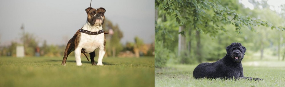 Bouvier des Flandres vs Bantam Bulldog - Breed Comparison