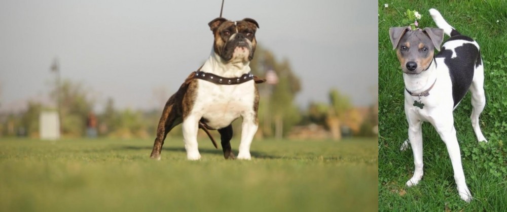 Brazilian Terrier vs Bantam Bulldog - Breed Comparison