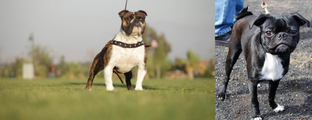 Bugg vs Bantam Bulldog - Breed Comparison