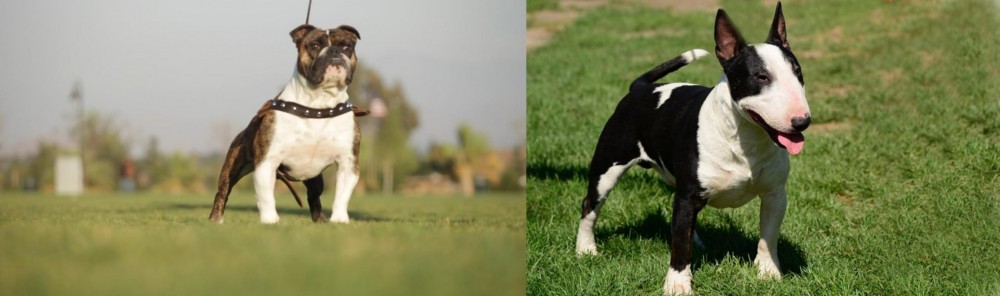 Bull Terrier Miniature vs Bantam Bulldog - Breed Comparison
