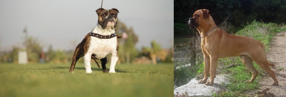Bullmastiff vs Bantam Bulldog - Breed Comparison