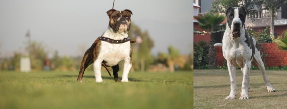 Bully Kutta vs Bantam Bulldog - Breed Comparison
