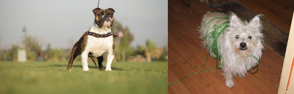 Cairland Terrier vs Bantam Bulldog - Breed Comparison