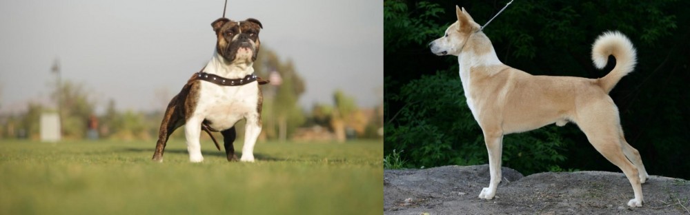 Canaan Dog vs Bantam Bulldog - Breed Comparison
