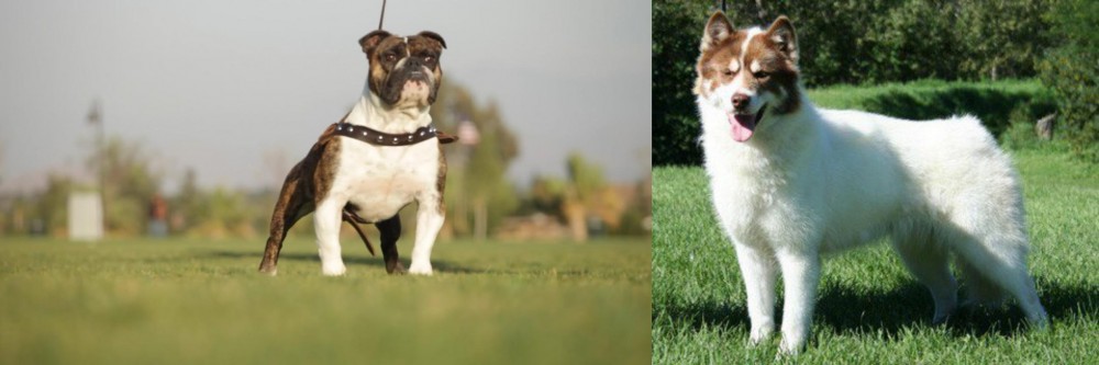 Canadian Eskimo Dog vs Bantam Bulldog - Breed Comparison