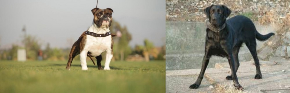 Cao de Castro Laboreiro vs Bantam Bulldog - Breed Comparison