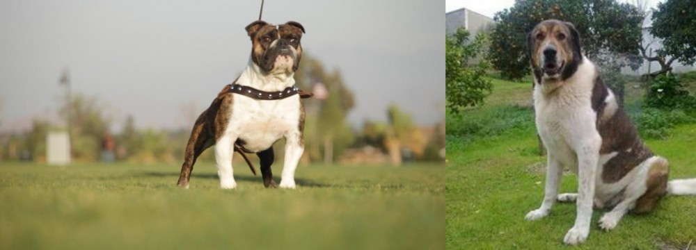 Cao de Gado Transmontano vs Bantam Bulldog - Breed Comparison