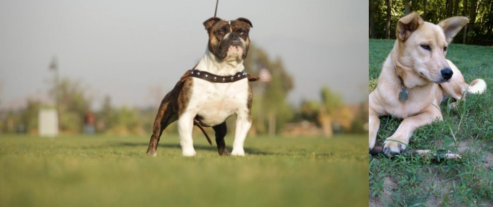 Carolina Dog vs Bantam Bulldog - Breed Comparison