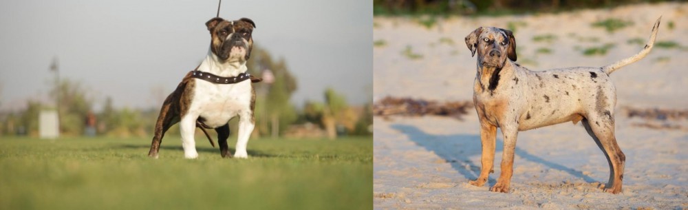 Catahoula Cur vs Bantam Bulldog - Breed Comparison
