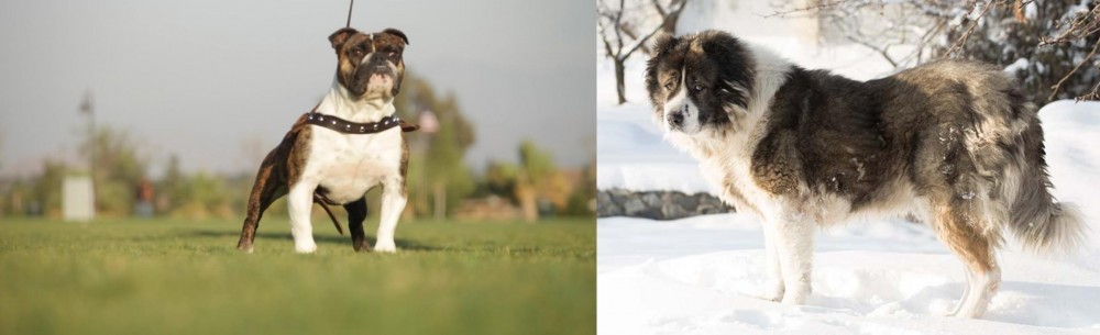 Caucasian Shepherd vs Bantam Bulldog - Breed Comparison