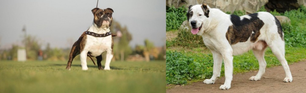 Central Asian Shepherd vs Bantam Bulldog - Breed Comparison