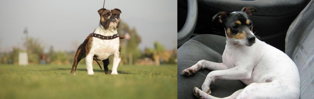 Chilean Fox Terrier vs Bantam Bulldog - Breed Comparison