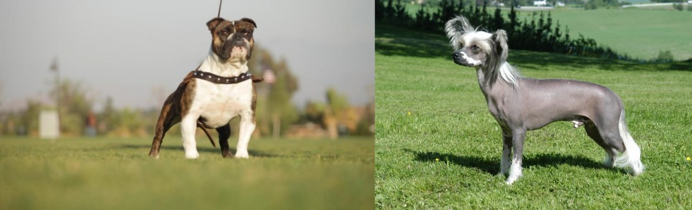 Chinese Crested Dog vs Bantam Bulldog - Breed Comparison