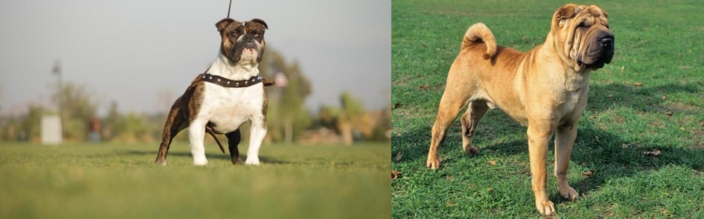 Chinese Shar Pei vs Bantam Bulldog - Breed Comparison