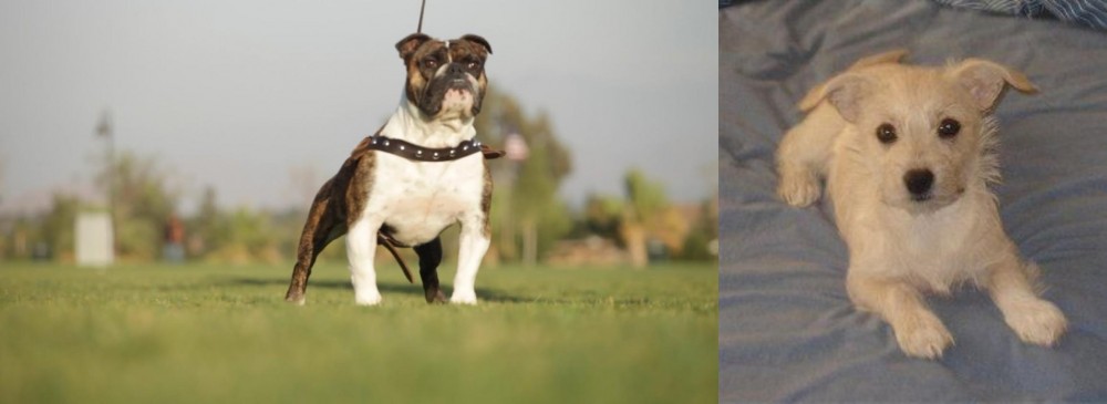 Chipoo vs Bantam Bulldog - Breed Comparison