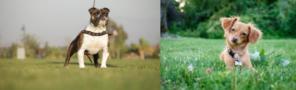 Chiweenie vs Bantam Bulldog - Breed Comparison