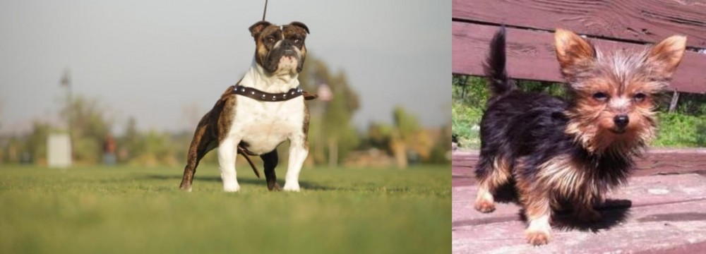 Chorkie vs Bantam Bulldog - Breed Comparison