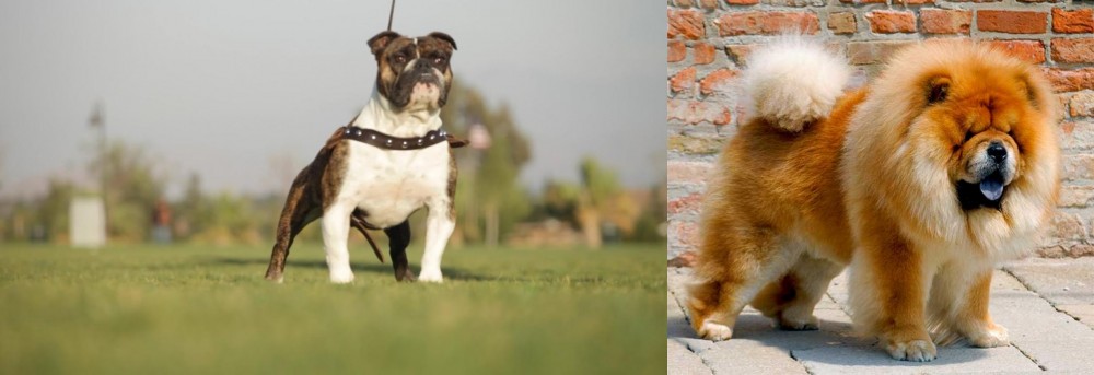Chow Chow vs Bantam Bulldog - Breed Comparison