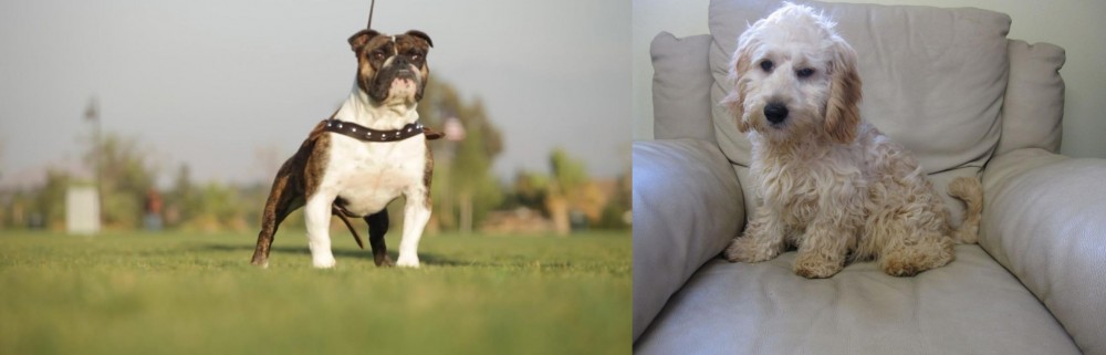 Cockachon vs Bantam Bulldog - Breed Comparison