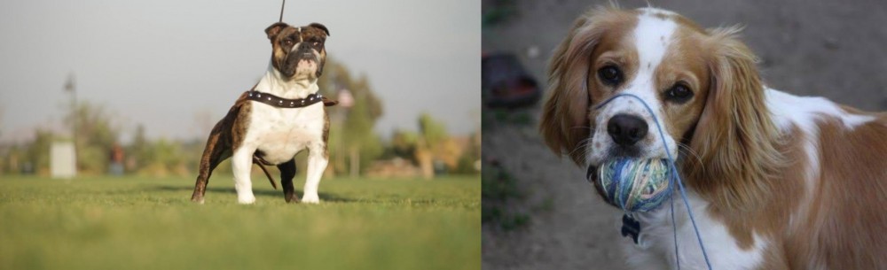Cockalier vs Bantam Bulldog - Breed Comparison
