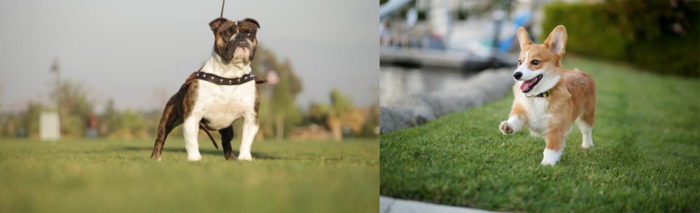 Corgi vs Bantam Bulldog - Breed Comparison