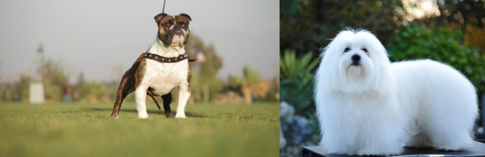 Coton De Tulear vs Bantam Bulldog - Breed Comparison