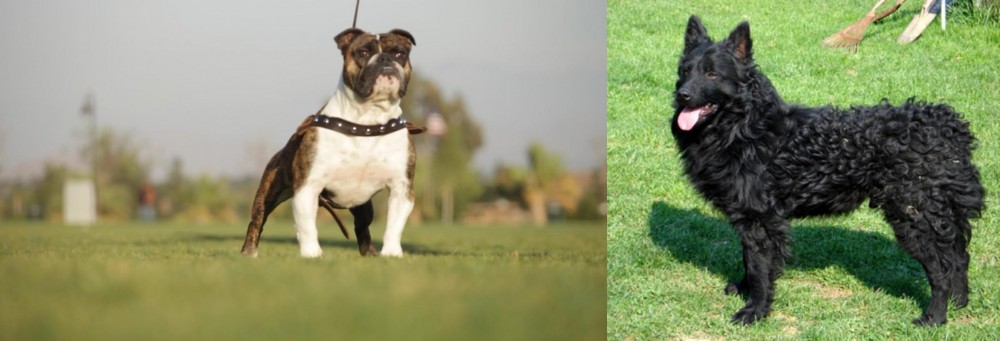 Croatian Sheepdog vs Bantam Bulldog - Breed Comparison