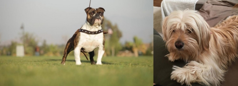 Cyprus Poodle vs Bantam Bulldog - Breed Comparison
