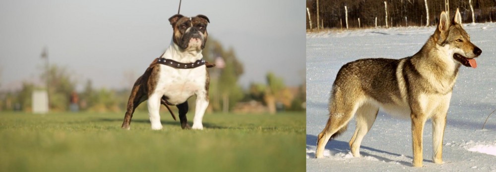 Czechoslovakian Wolfdog vs Bantam Bulldog - Breed Comparison