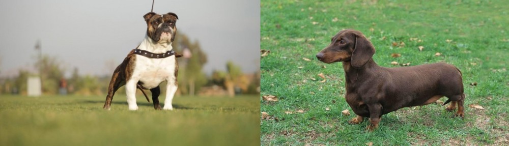 Dachshund vs Bantam Bulldog - Breed Comparison