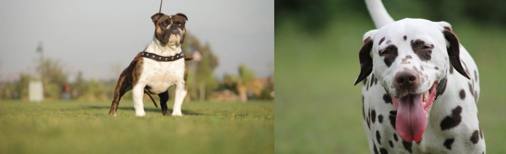Dalmatian vs Bantam Bulldog - Breed Comparison