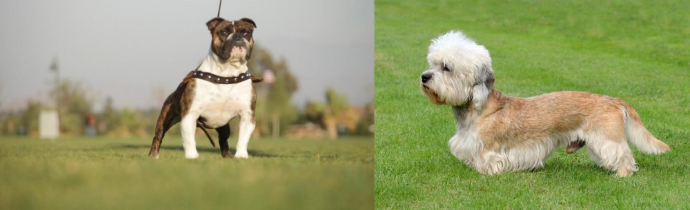 Dandie Dinmont Terrier vs Bantam Bulldog - Breed Comparison