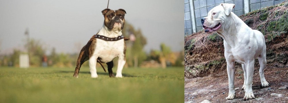 Dogo Guatemalteco vs Bantam Bulldog - Breed Comparison