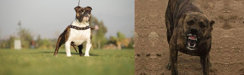 Dogo Sardesco vs Bantam Bulldog - Breed Comparison