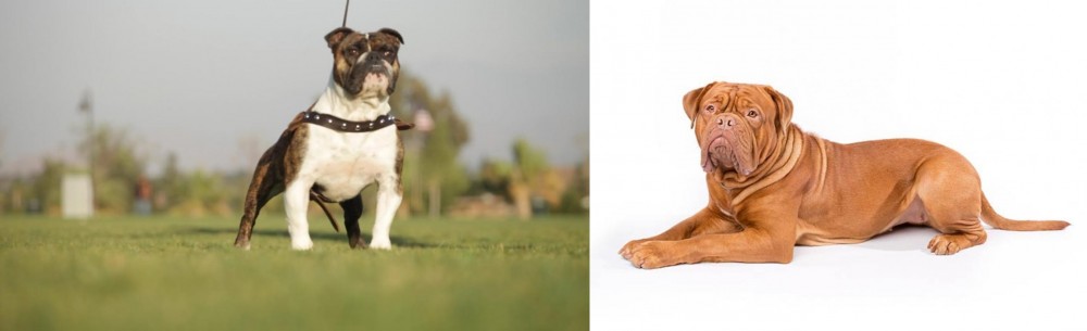 Dogue De Bordeaux vs Bantam Bulldog - Breed Comparison