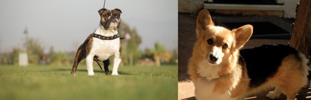 Dorgi vs Bantam Bulldog - Breed Comparison