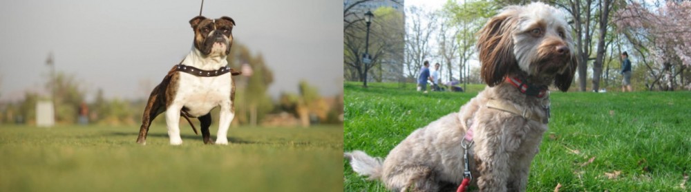 Doxiepoo vs Bantam Bulldog - Breed Comparison