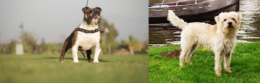 Dutch Smoushond vs Bantam Bulldog - Breed Comparison