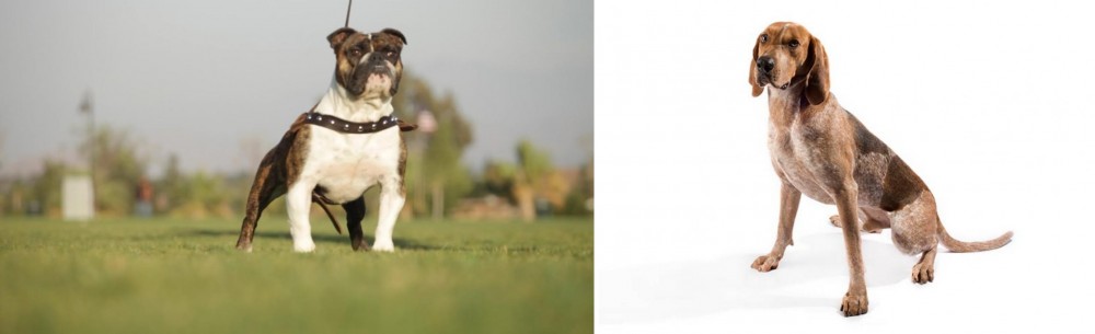 English Coonhound vs Bantam Bulldog - Breed Comparison