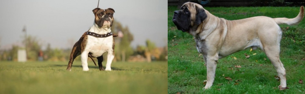 English Mastiff vs Bantam Bulldog - Breed Comparison