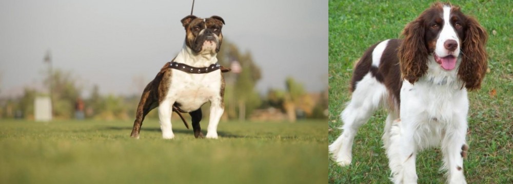 English Springer Spaniel vs Bantam Bulldog - Breed Comparison