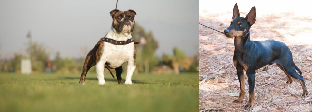 English Toy Terrier (Black & Tan) vs Bantam Bulldog - Breed Comparison